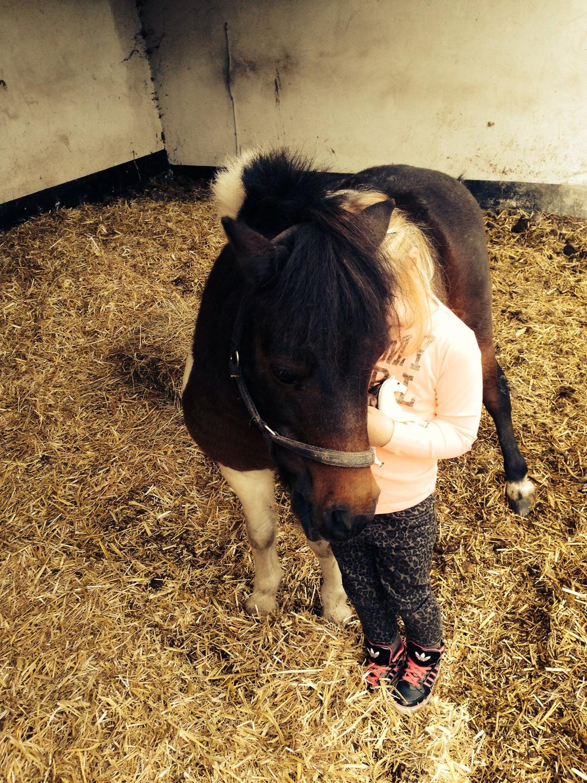 Anden særlig race Manse billede 31