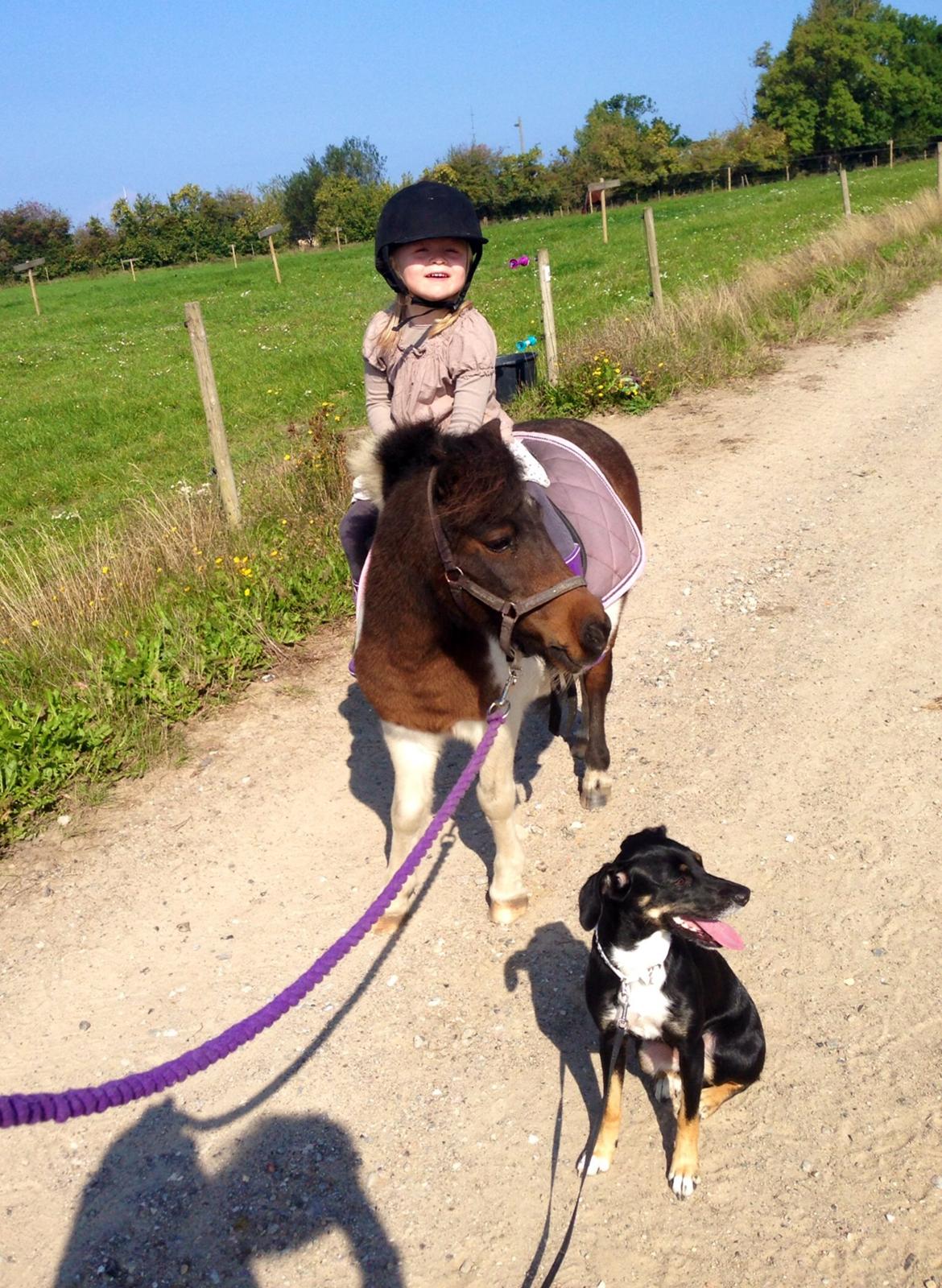 Anden særlig race Manse billede 30