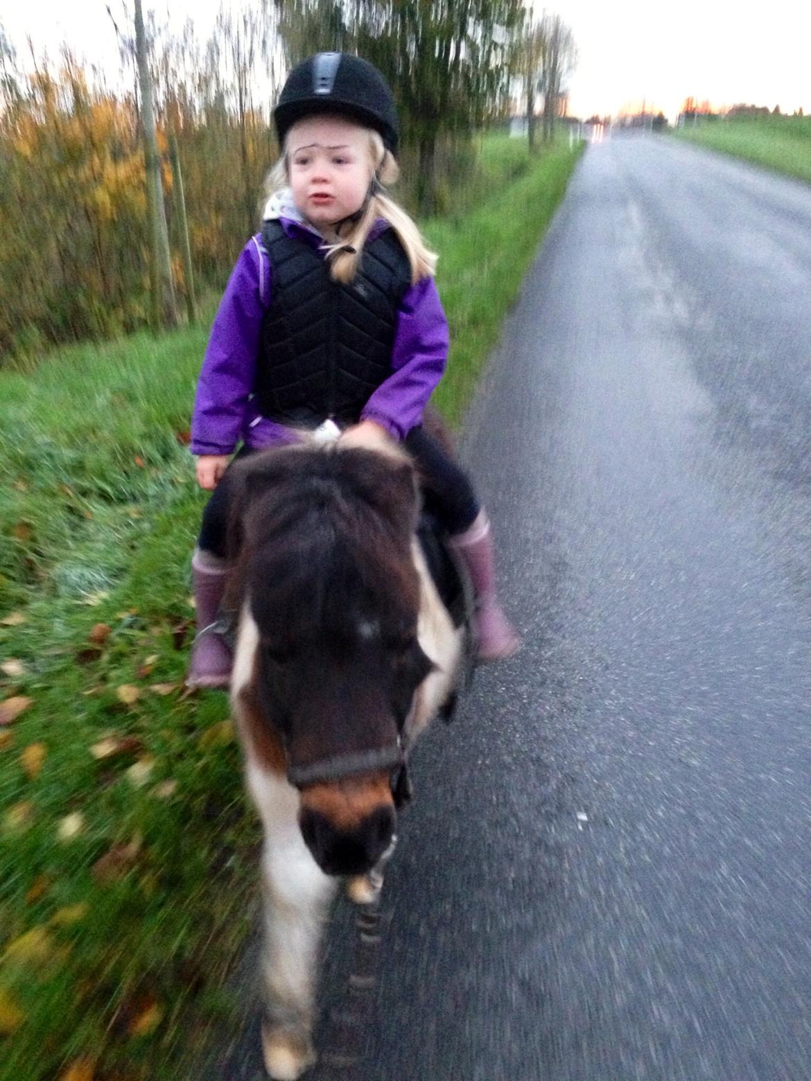 Anden særlig race Manse billede 32