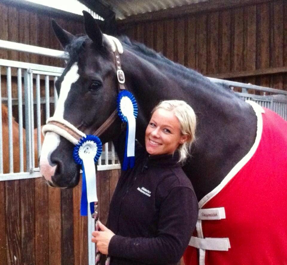 Dansk Varmblod Avalant billede 17