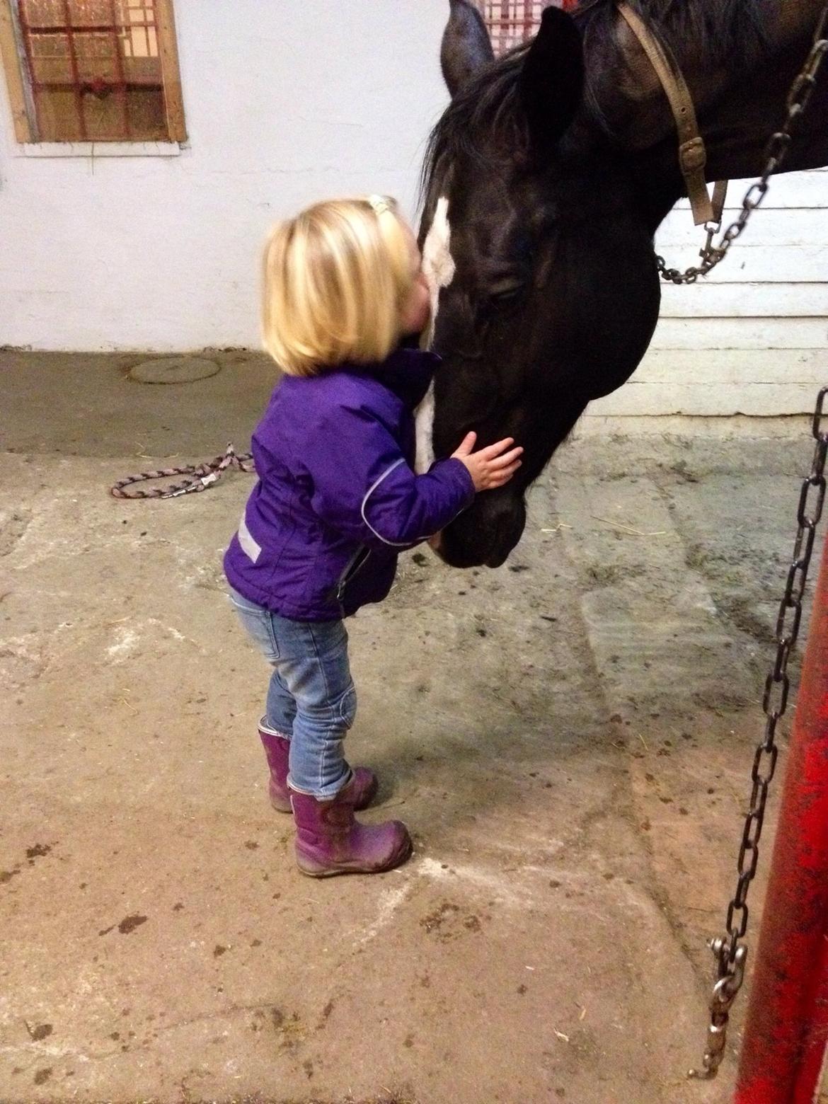 Dansk Varmblod Avalant billede 29