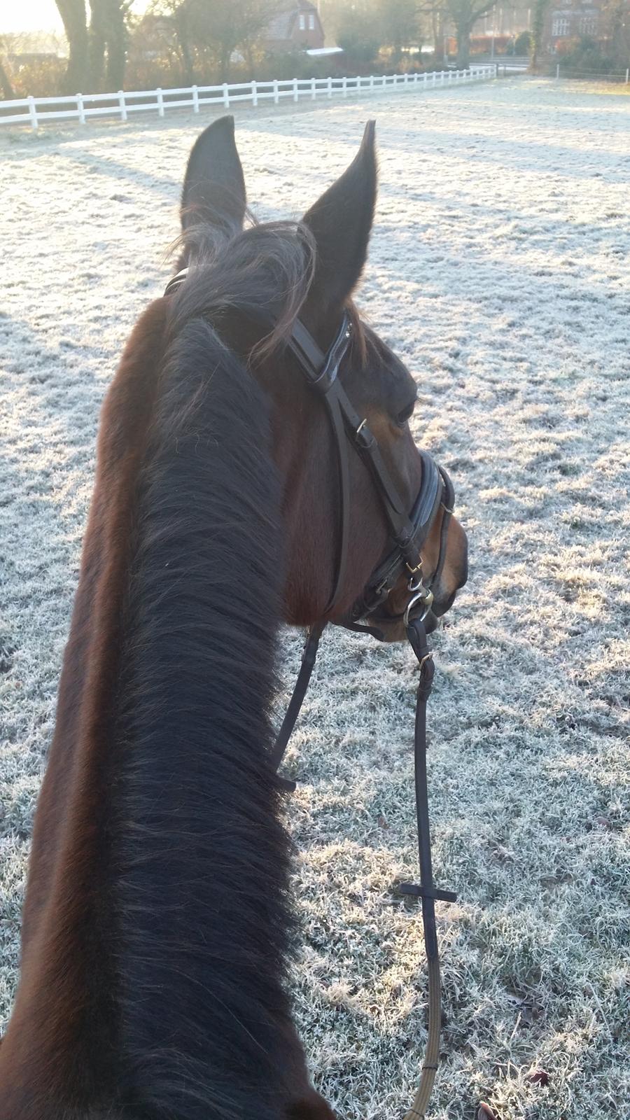 Traver Ofelia tandal billede 12