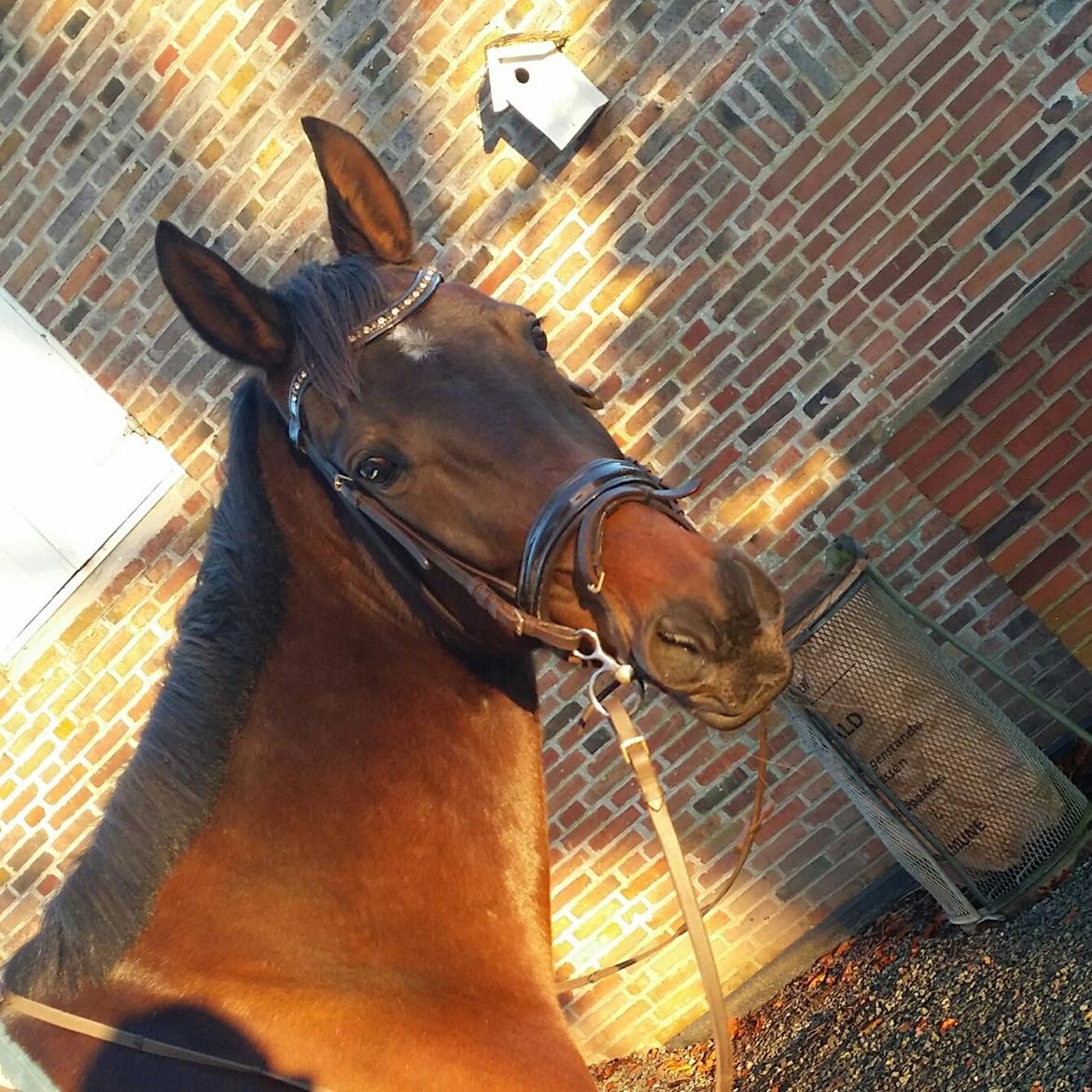 Traver Ofelia tandal billede 13