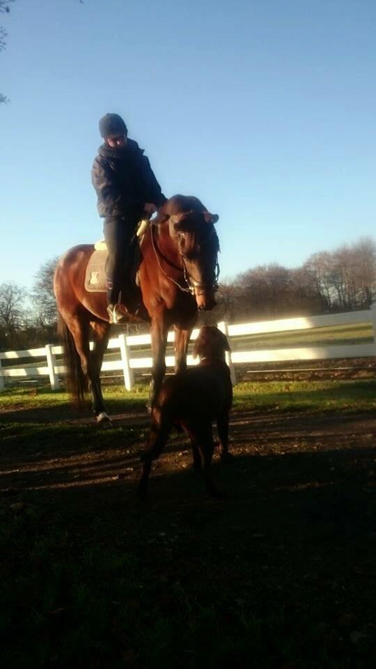 Traver Ofelia tandal billede 17