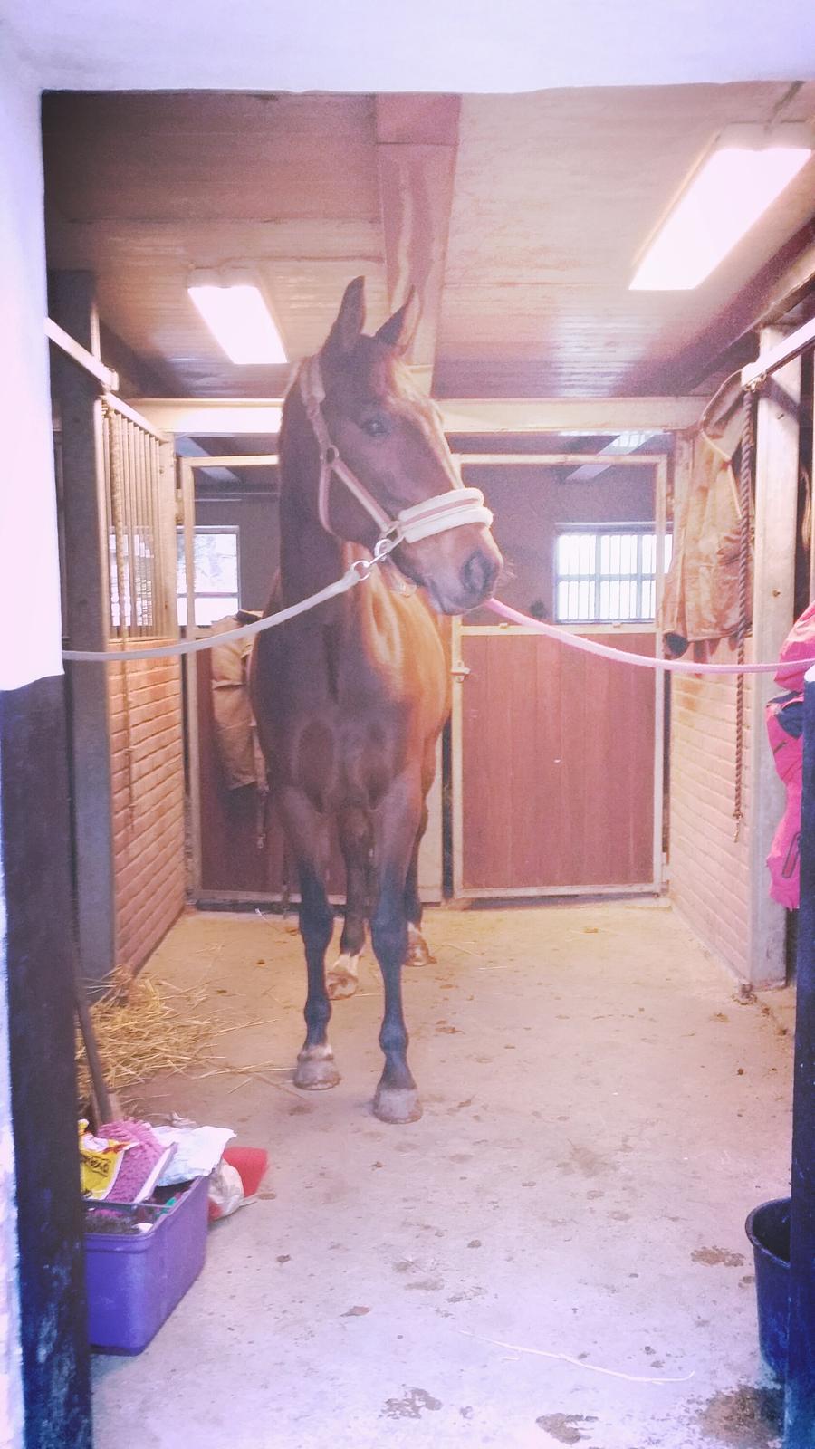 Traver Ofelia tandal billede 19