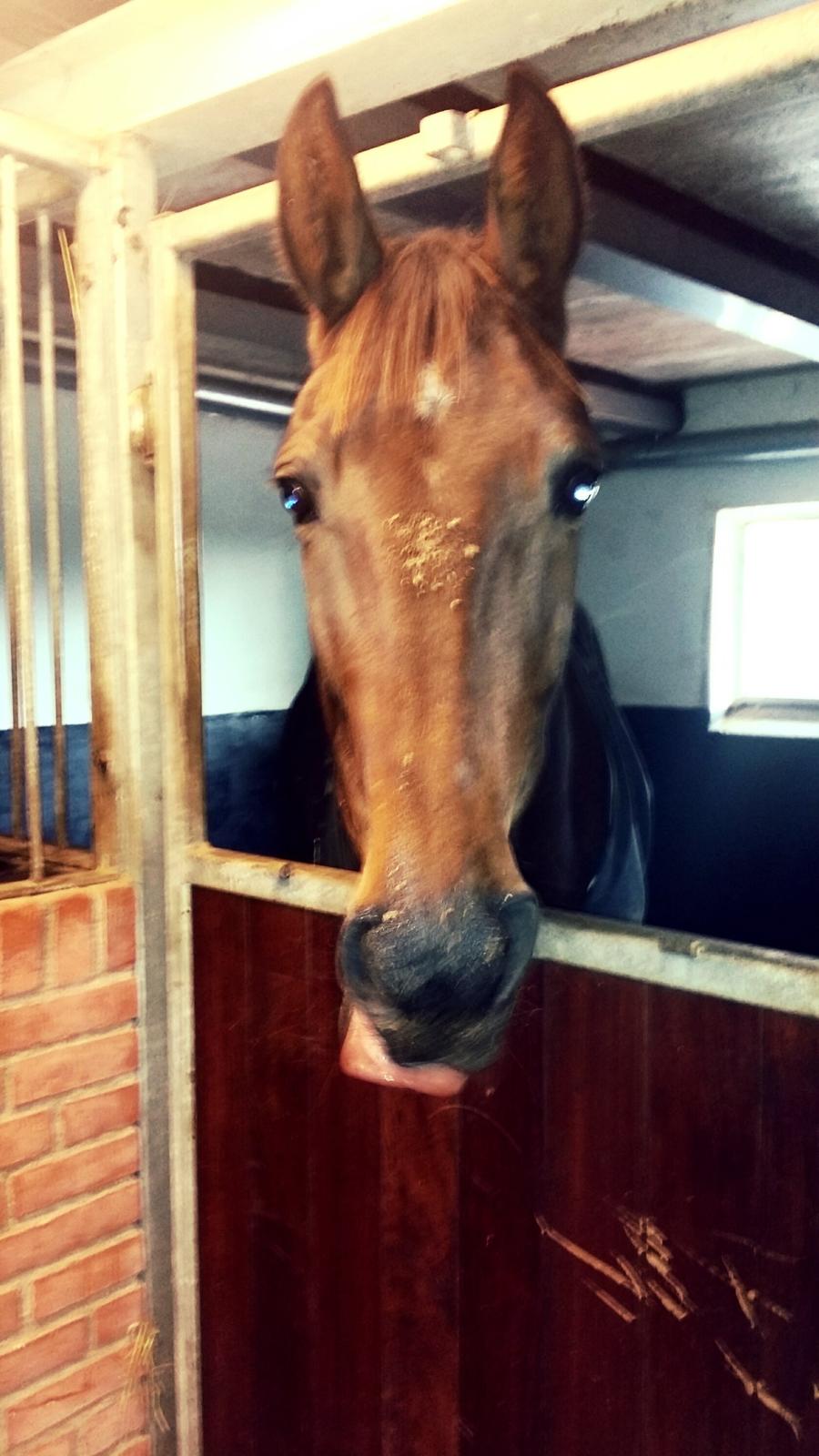 Traver Ofelia tandal billede 20