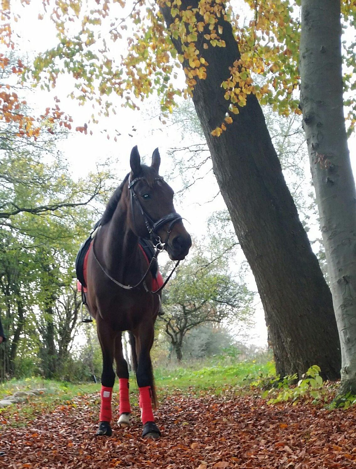 Traver Ofelia tandal billede 21