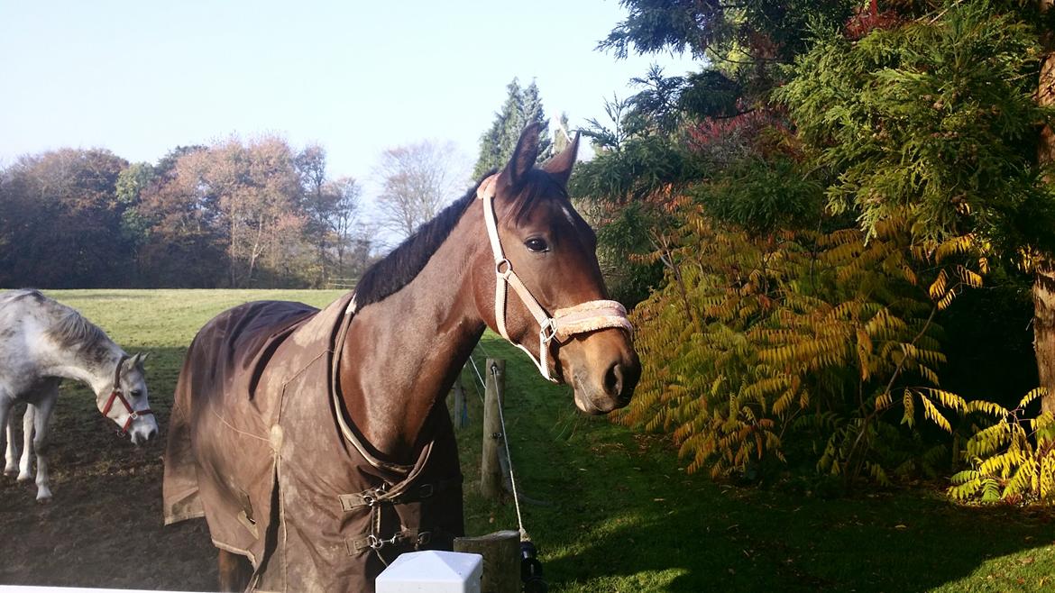 Traver Ofelia tandal billede 22