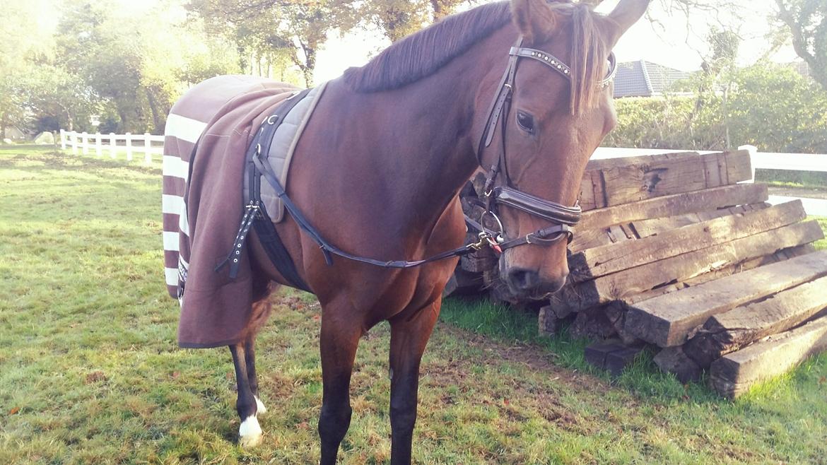 Traver Ofelia tandal billede 23