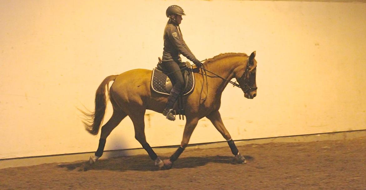 Anden særlig race Kelabo van Orchid's - Et billede fra en af mig og Kalles træningtimer sammen i Novembermånede 2014 billede 11