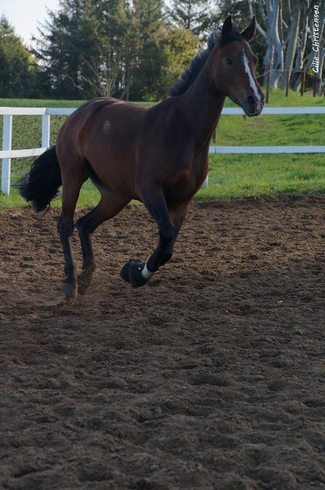 Anden særlig race Lakie billede 17