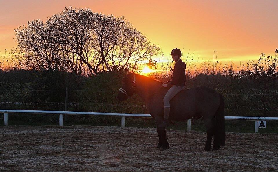 Islænder Freki fra Truust - Solnedgang, efterår/vinter 2014 billede 14