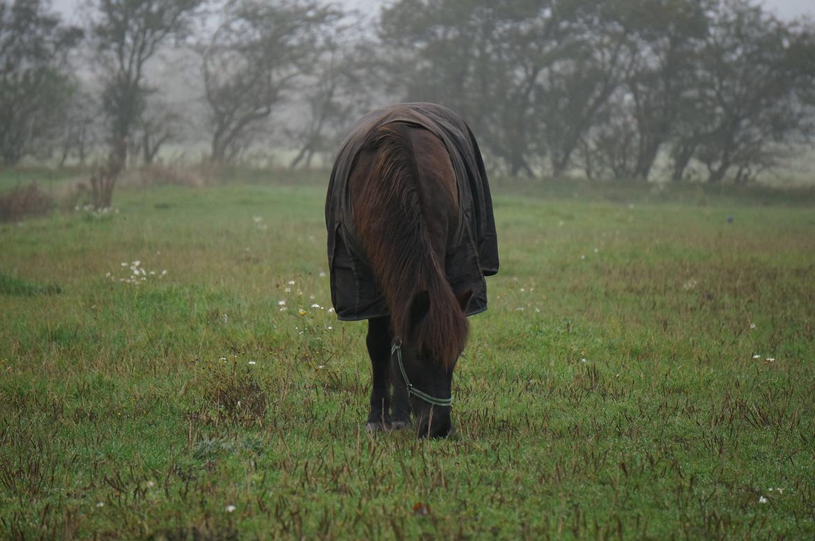 Islænder Freki fra Truust - <3 billede 16