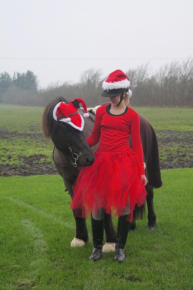Islænder Freki fra Truust - Åbenthus Langagergaard 2014 billede 8