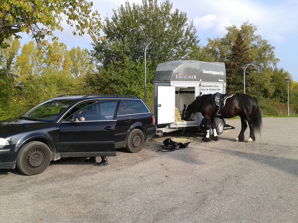 Irish Cob Sir Tonga billede 25