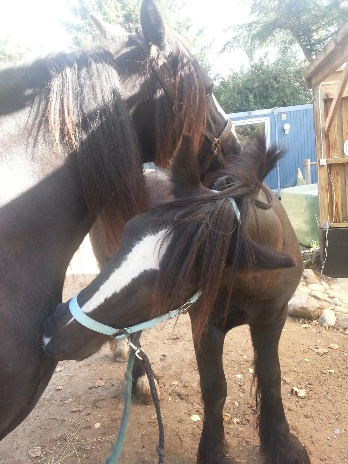 Irish Cob Sir Tonga billede 27