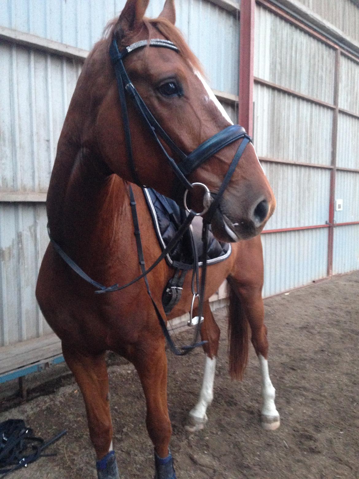 Dansk Varmblod Ørnemosegårds Ecco - Ecco efter god dressurtræning september 2014 billede 10