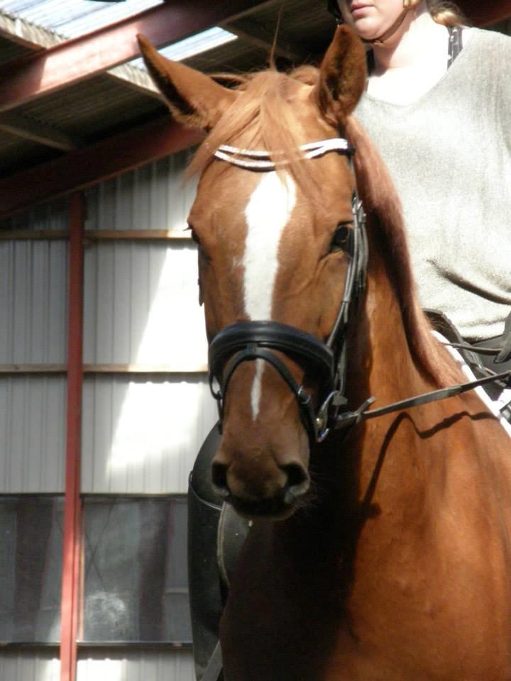 Dansk Varmblod Ørnemosegårds Ecco - Ecco maj 2014 billede 4