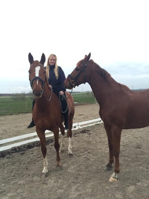 Dansk Varmblod Ørnemosegårds Ecco - Ecco og jeg holder lige hesti billede 8