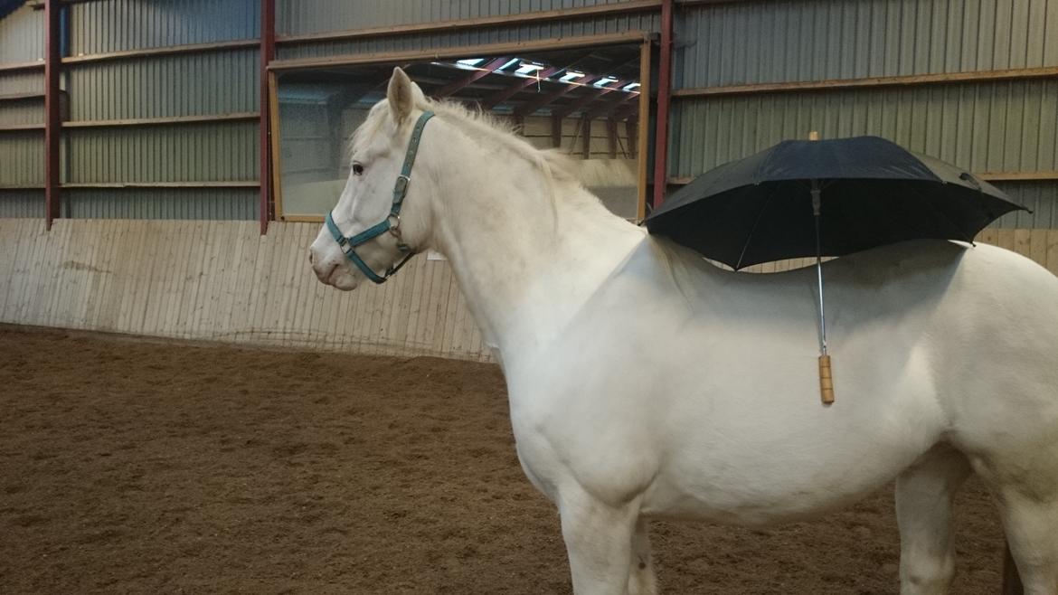 Appaloosa Artax billede 19