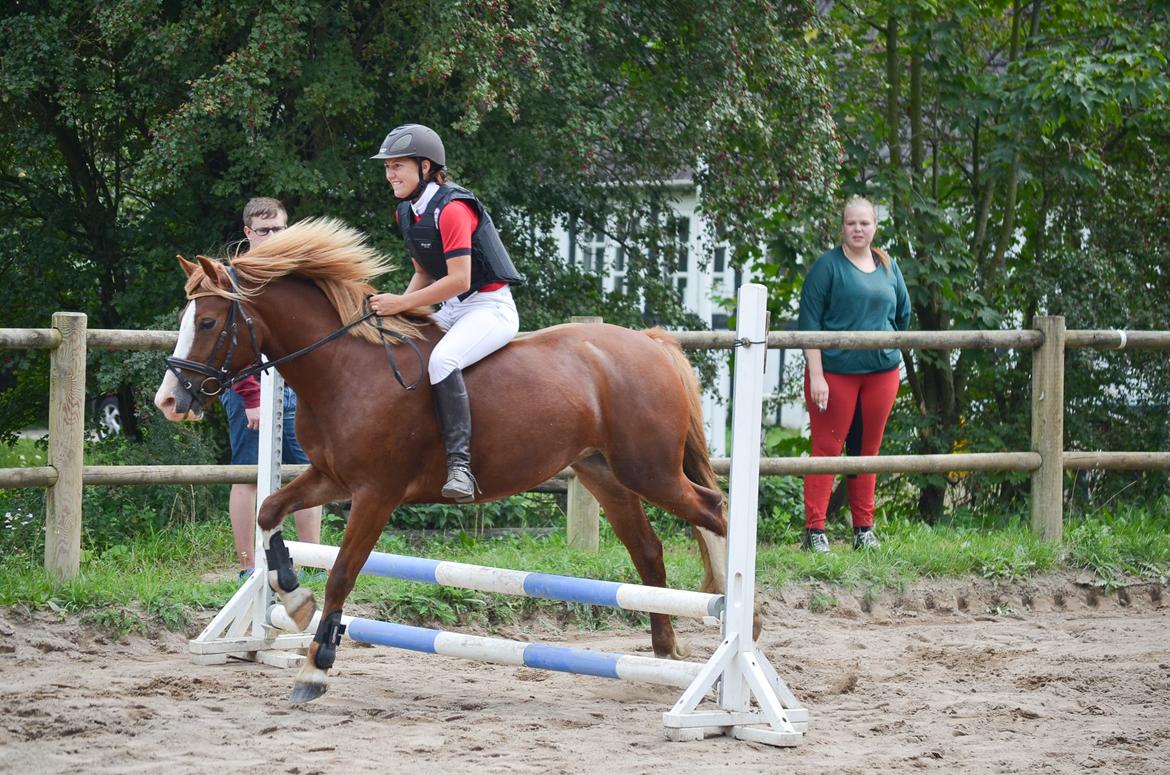 Welsh Pony af Cob-type (sec C) Gribsvad Emma Jo (tidl. Pony) billede 18