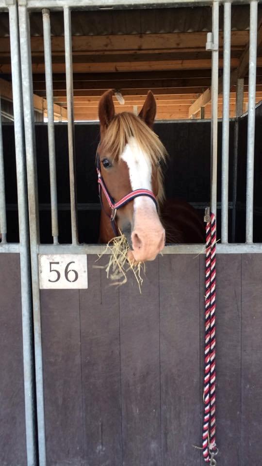 Welsh Pony af Cob-type (sec C) Gribsvad Emma Jo (tidl. Pony) billede 19