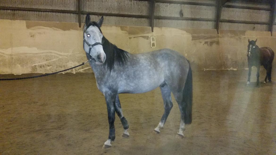 Anden særlig race Pegasus billede 21