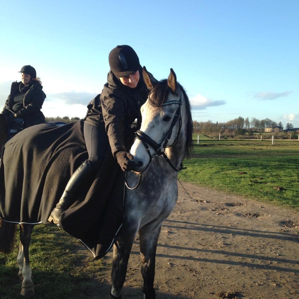 Anden særlig race Pegasus billede 23