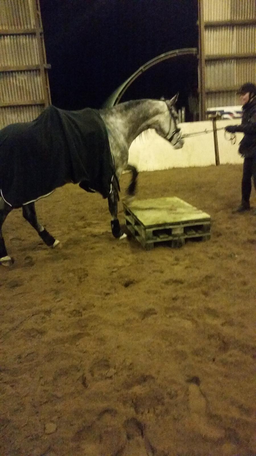 Anden særlig race Pegasus billede 22