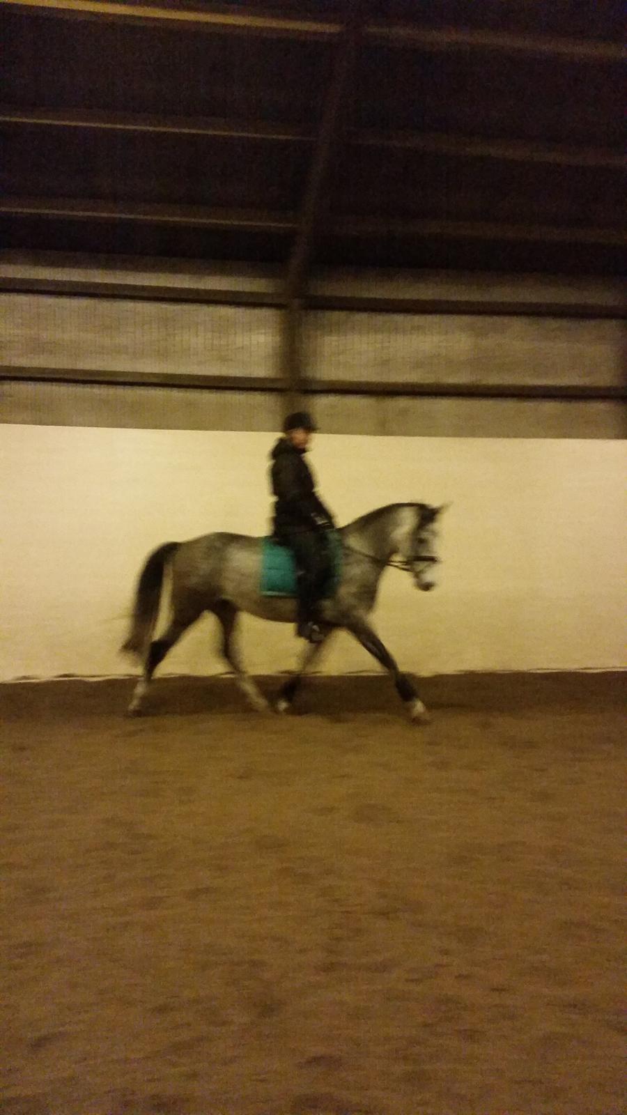 Anden særlig race Pegasus billede 24