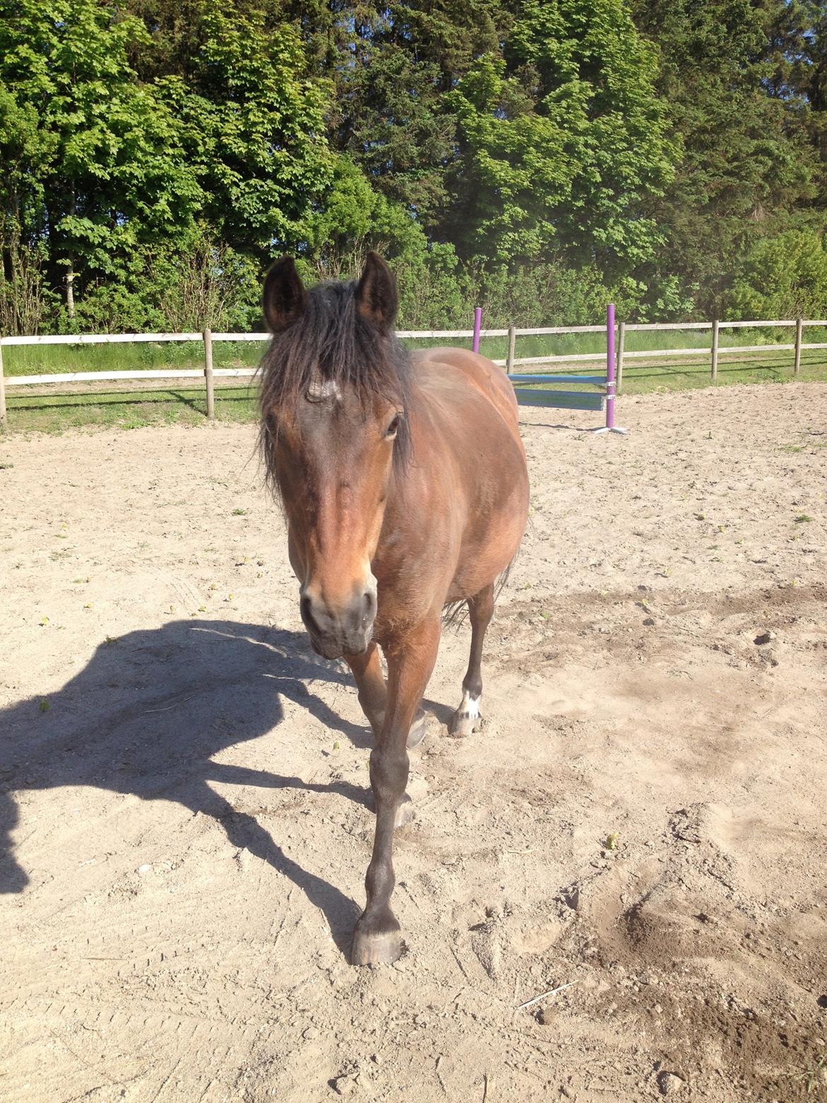 New Forest Øagergaards Mette (SOLGT) billede 5