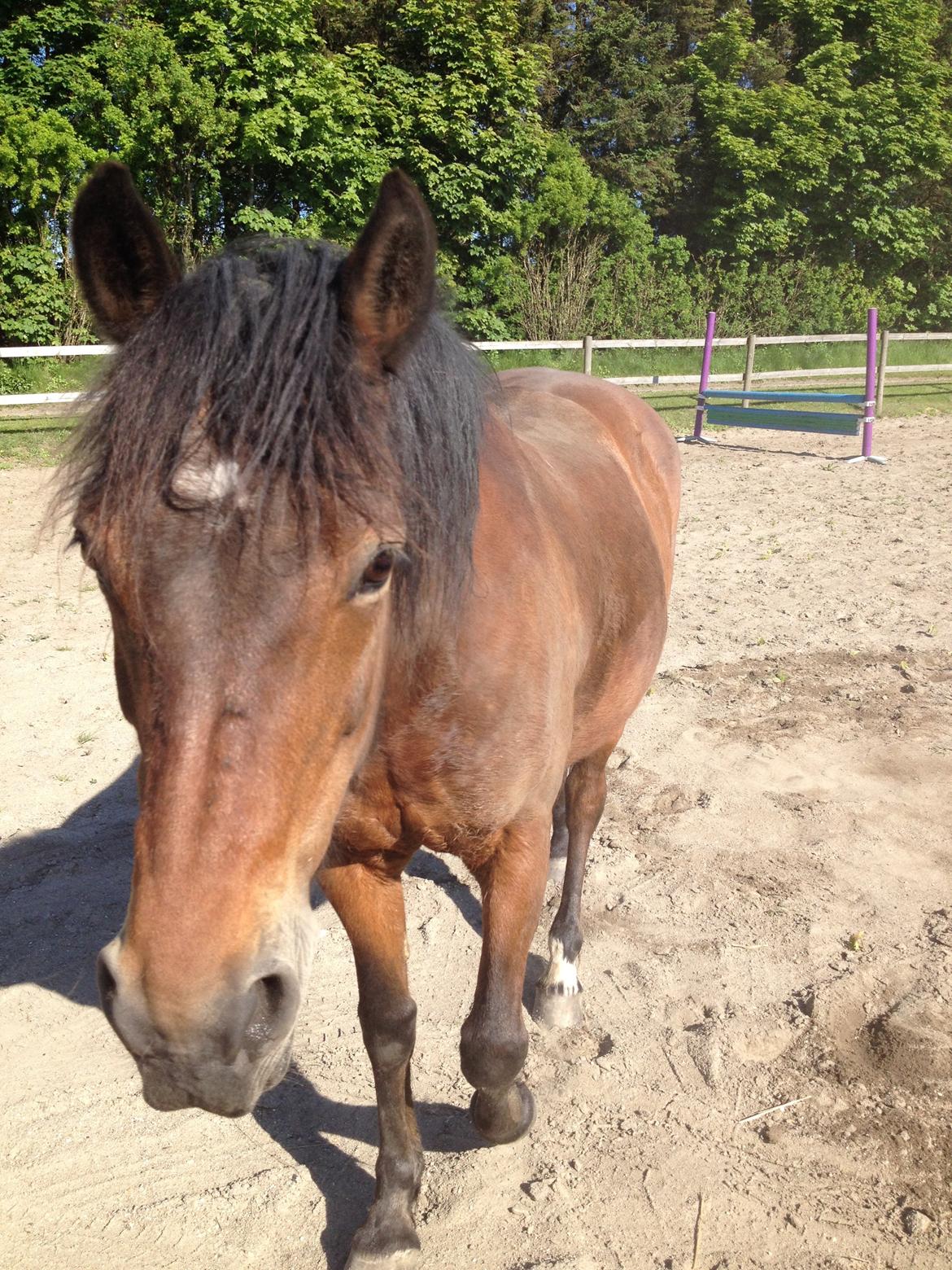 New Forest Øagergaards Mette (SOLGT) billede 6