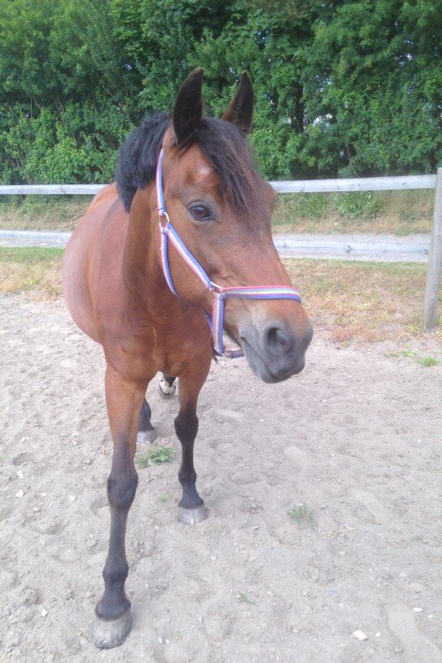 New Forest Øagergaards Mette (SOLGT) billede 10