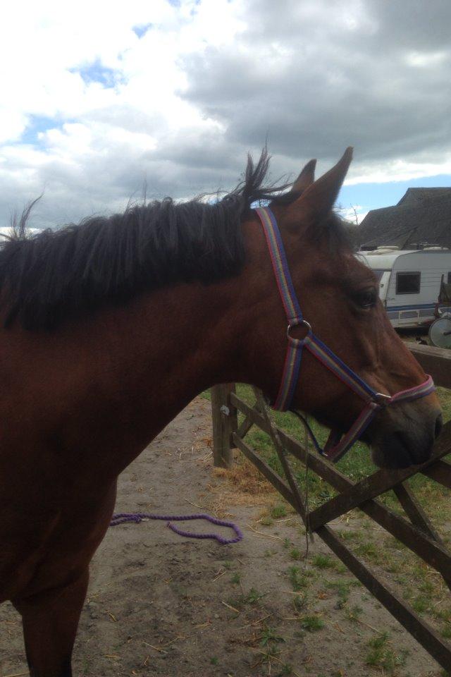 New Forest Øagergaards Mette (SOLGT) billede 11