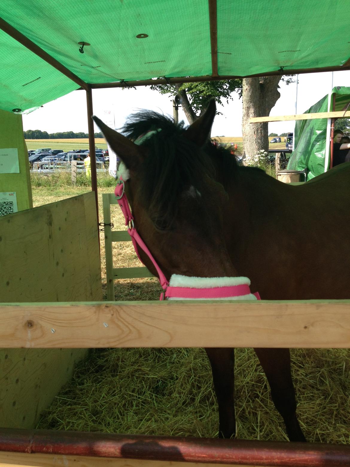 New Forest Øagergaards Mette (SOLGT) billede 12