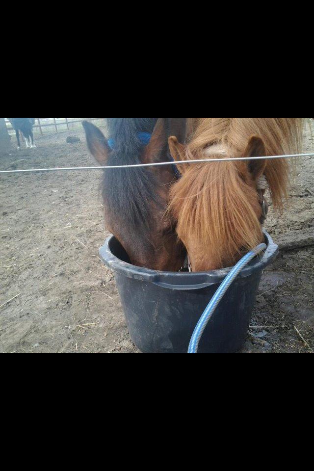 New Forest Øagergaards Mette (SOLGT) billede 14