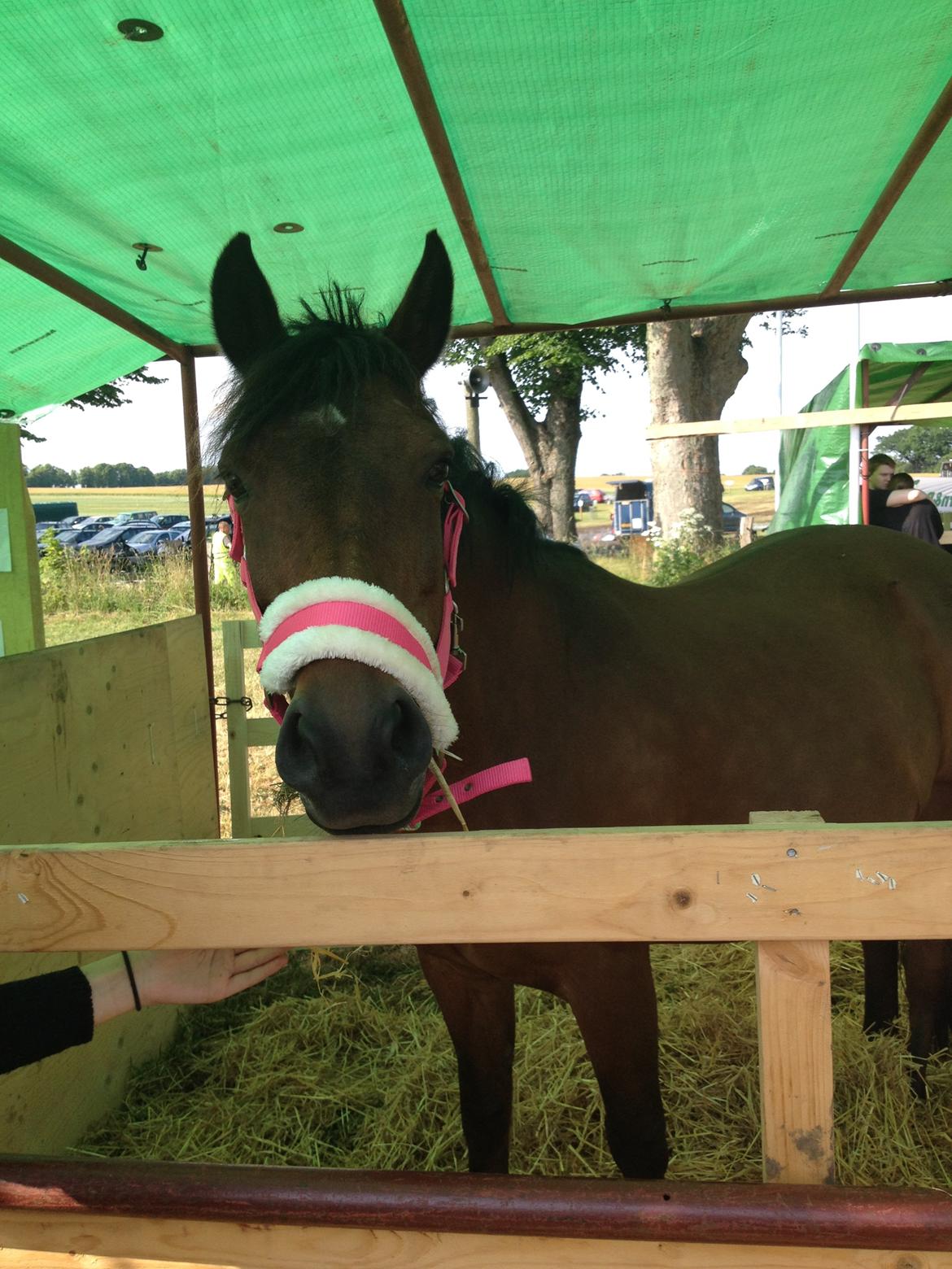 New Forest Øagergaards Mette (SOLGT) - Bregentved dyrskue billede 13