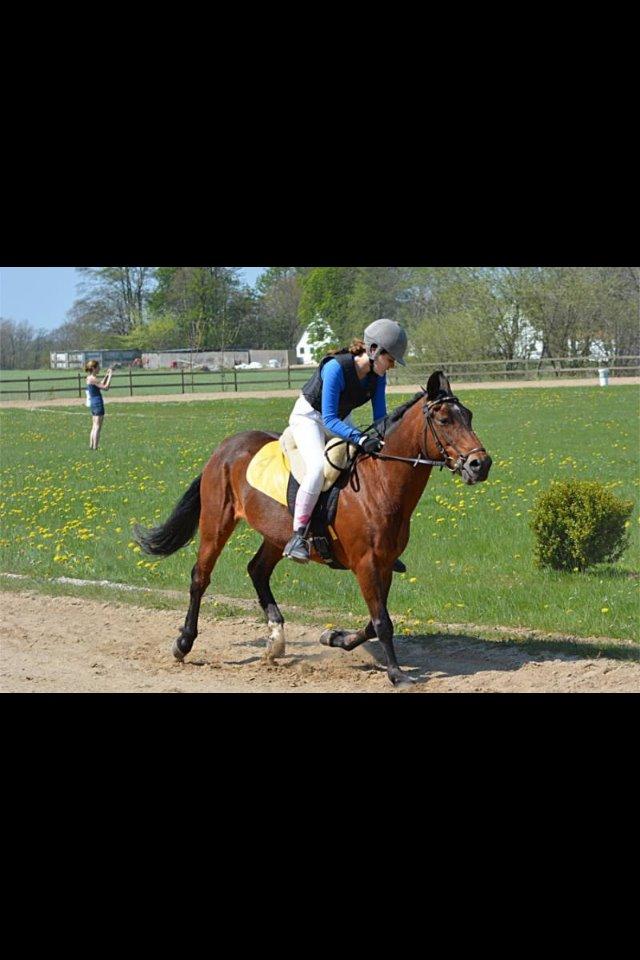 New Forest Øagergaards Mette (SOLGT) - Ponytrav billede 15