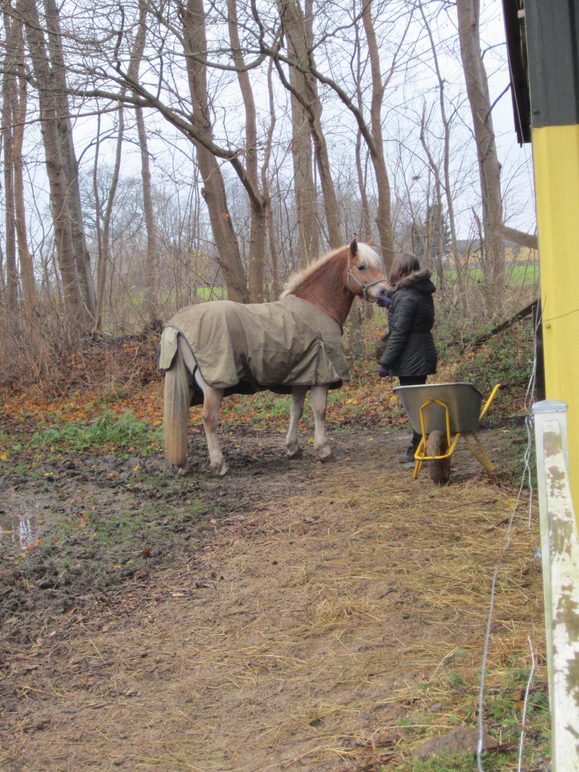 Haflinger Duchess *Dysse* billede 2