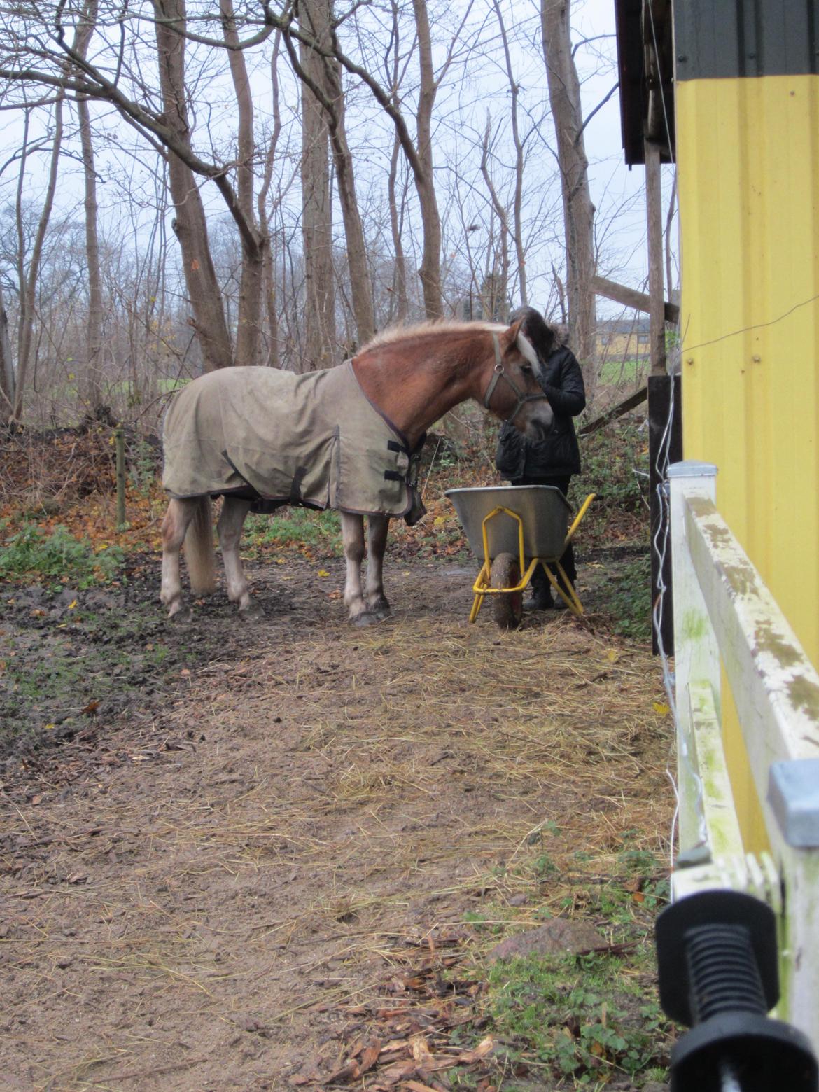 Haflinger Duchess *Dysse* billede 3