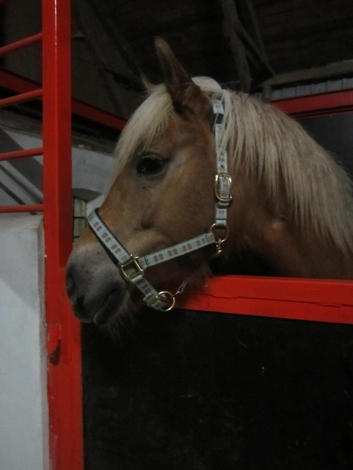 Haflinger Duchess *Dysse* billede 8