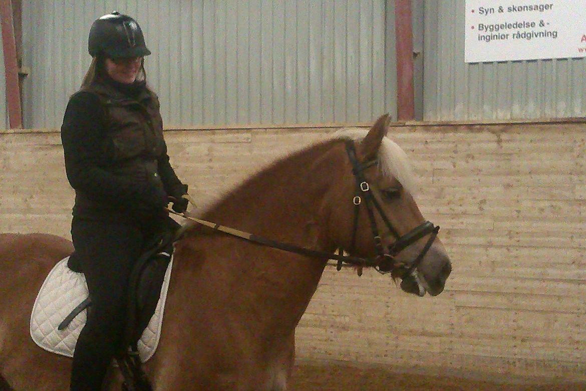 Haflinger Duchess *Dysse* - Første gang jeg prøvede hende billede 4