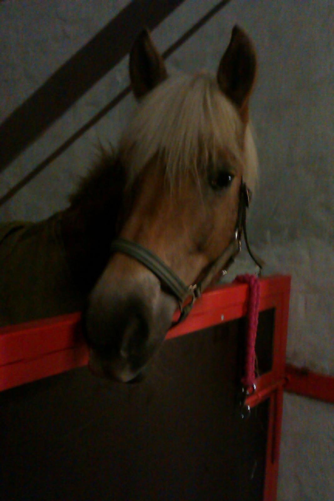 Haflinger Duchess *Dysse* billede 7