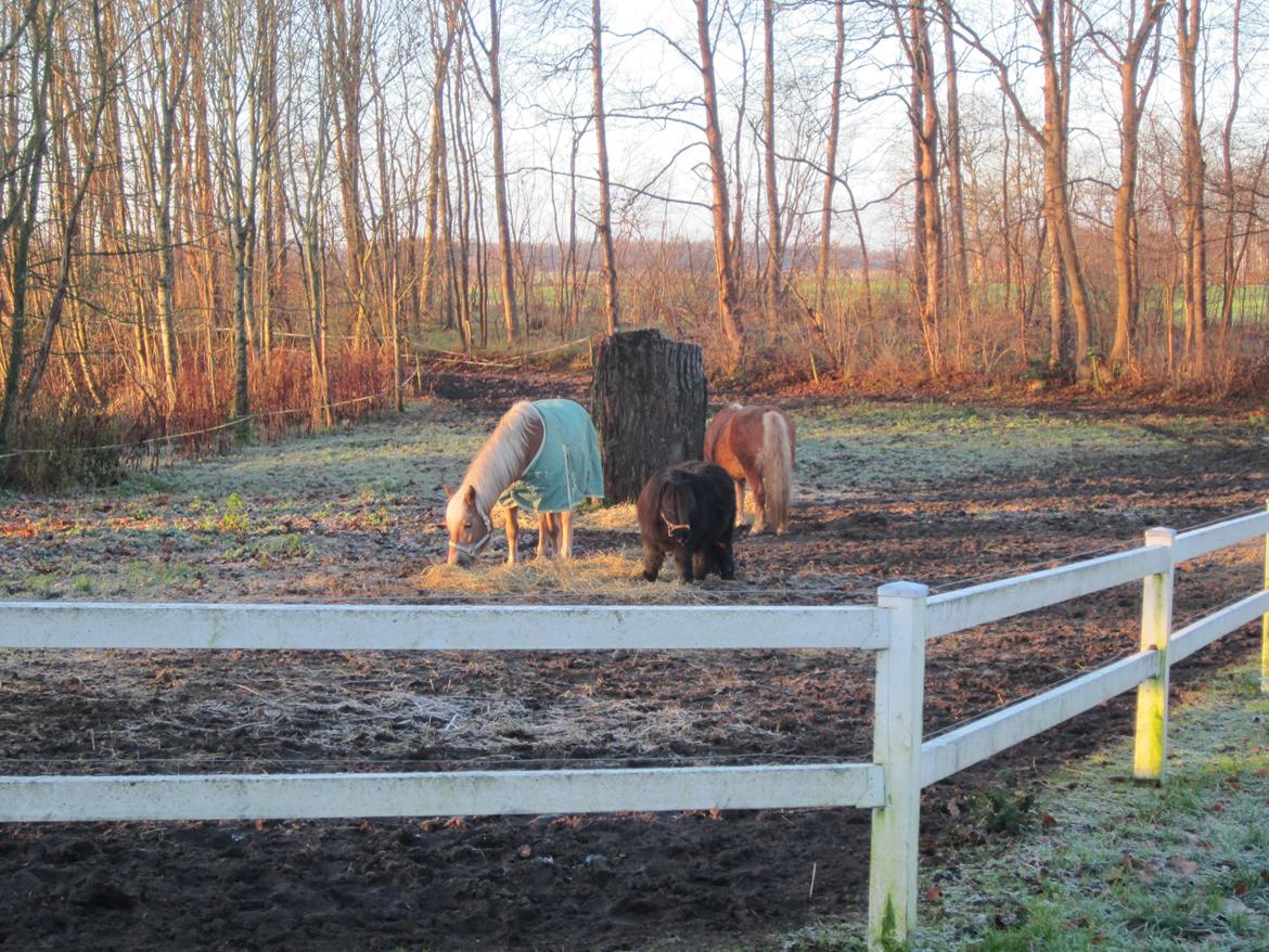 Haflinger Duchess *Dysse* billede 5