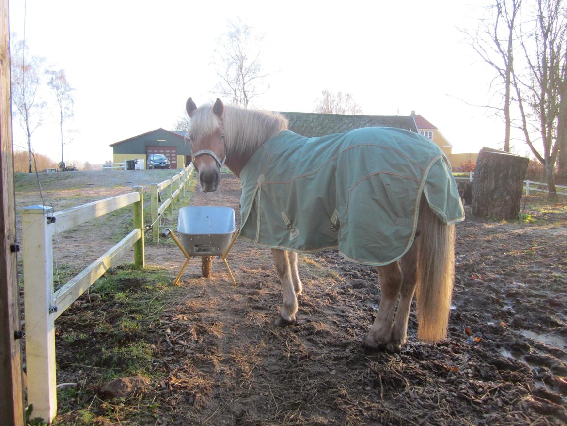 Haflinger Duchess *Dysse* billede 6