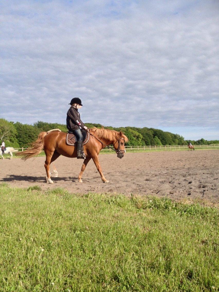 Anden særlig race Melody - En sommerdag... billede 9