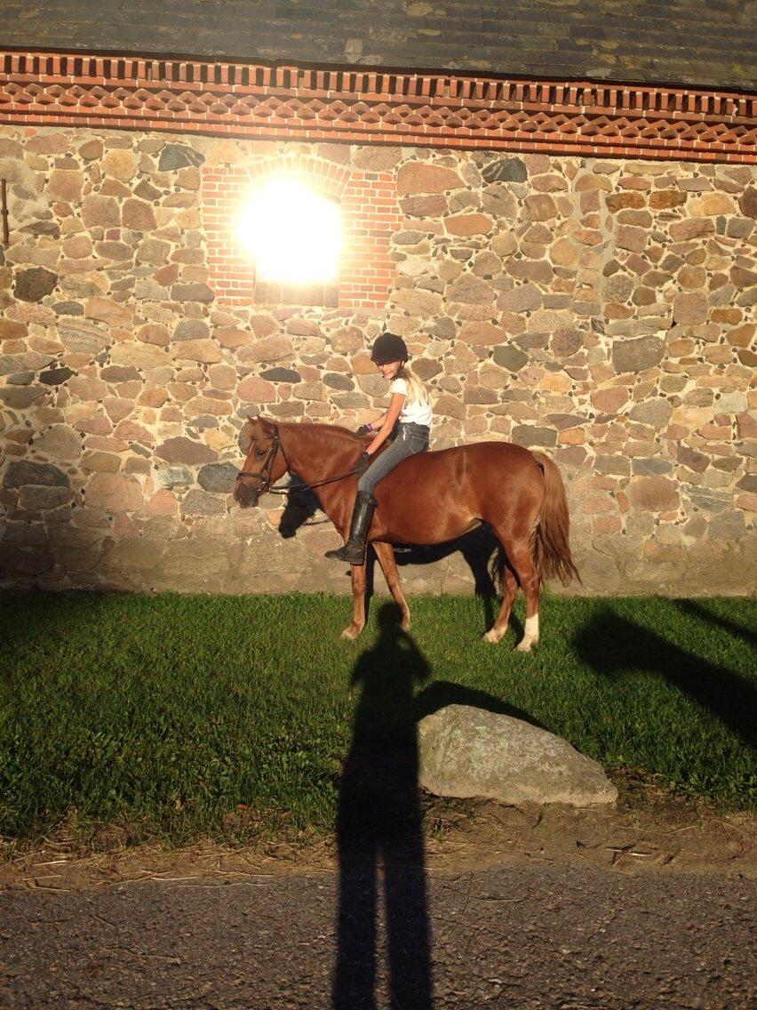 Anden særlig race Melody billede 16