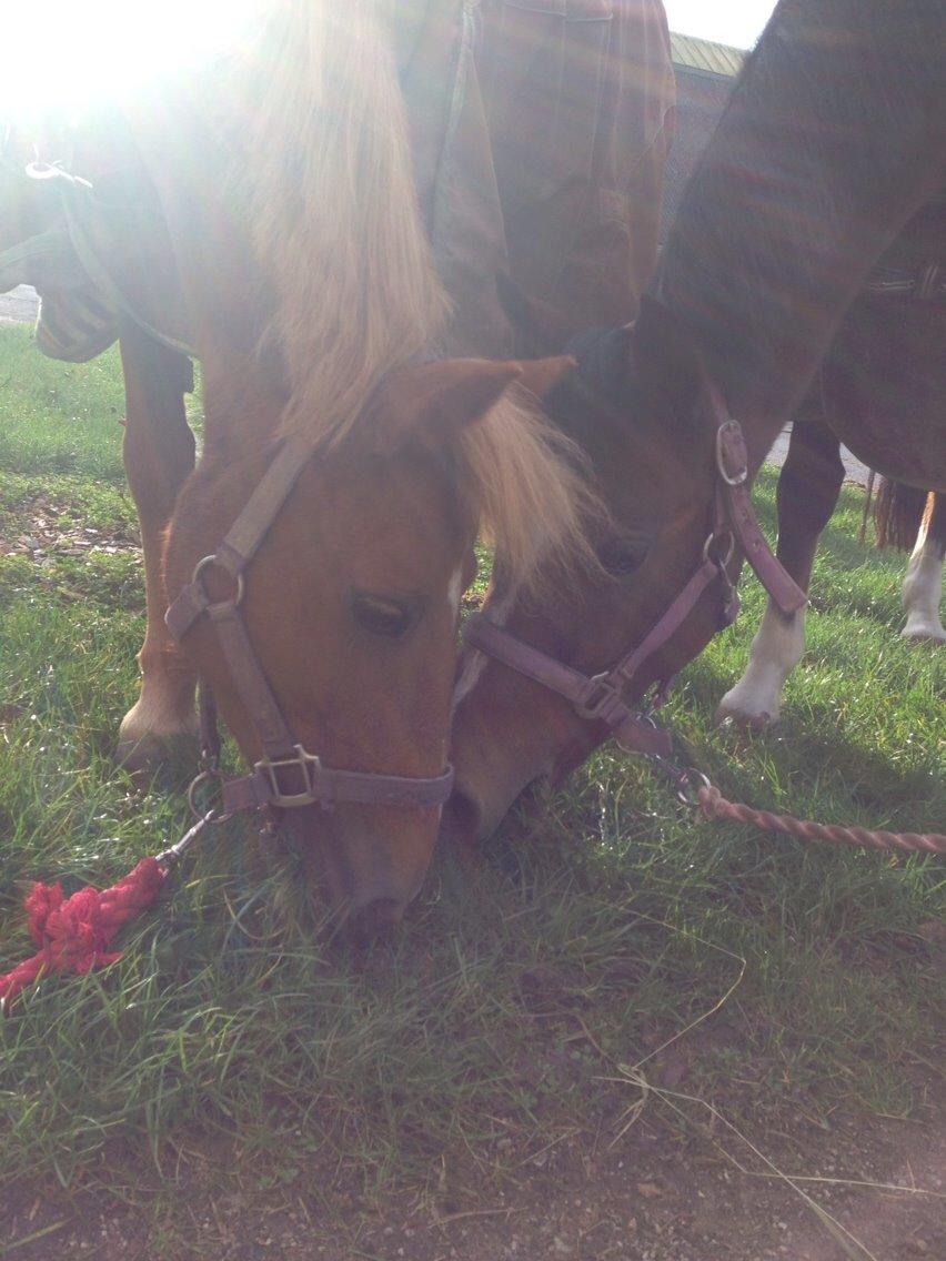 Anden særlig race Melody - Med Dina <3 billede 12