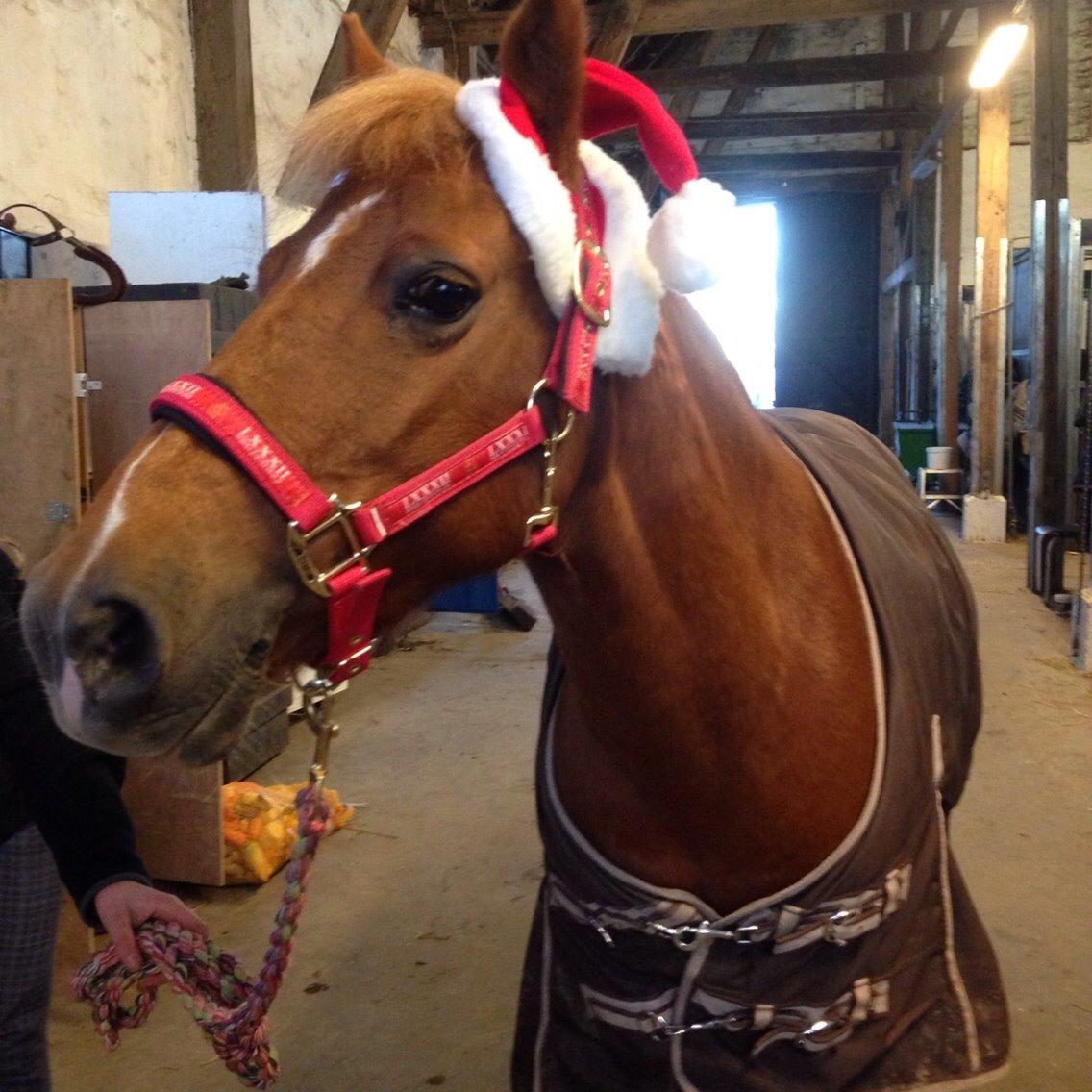 Anden særlig race Melody - Nu med nissehue ;-P billede 5