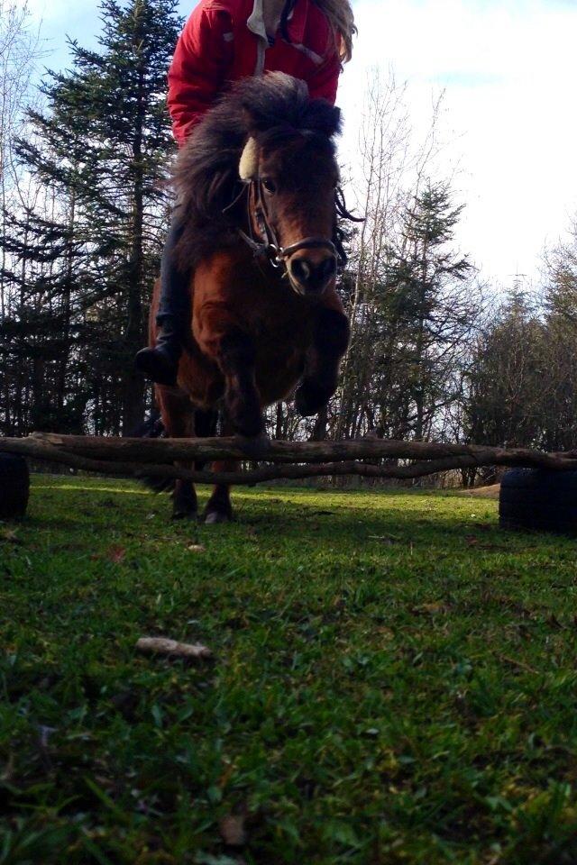 Shetlænder sille <33 billede 4